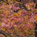 315-0674 Foliage in Harvard Yard.jpg